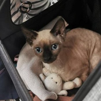 chaton Devon Rex seal mink Ussia Chatterie de l'arche de Vicky chaton Devon Rex seal mink Ussia Chatterie de l'arche de Vicky