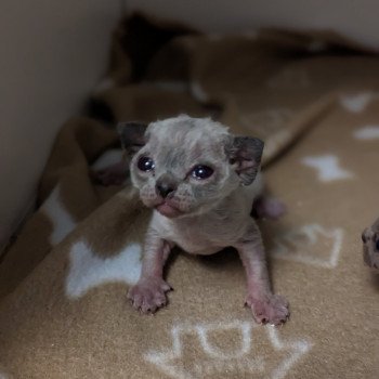 chaton Devon Rex Utah Chatterie de l'arche de Vicky