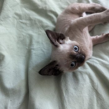 chaton Devon Rex Utah Chatterie de l'arche de Vicky