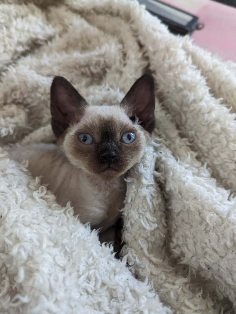 Utah de l'arche de Vicky Femelle Devon Rex