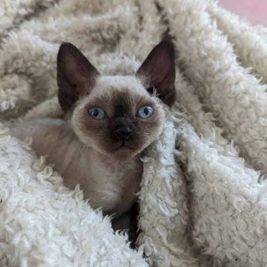 Utah de l'arche de Vicky Femelle Devon Rex