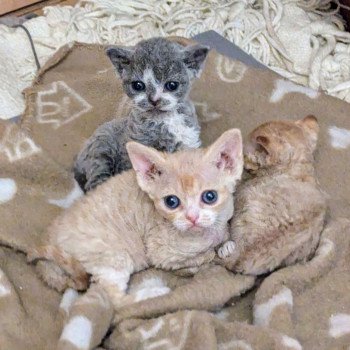 Chaton Devon Rex Sabba ❤ Unki 2024 Chatterie de l'arche de Vicky Chaton Devon Rex Sabba ❤ Unki 2024 Chatterie de l'arche de Vicky